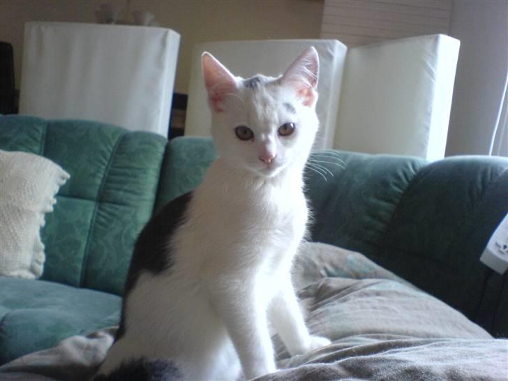 Blanding af racer sille billede 1