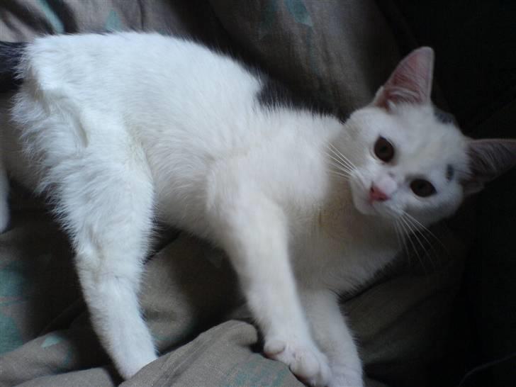 Blanding af racer sille billede 2