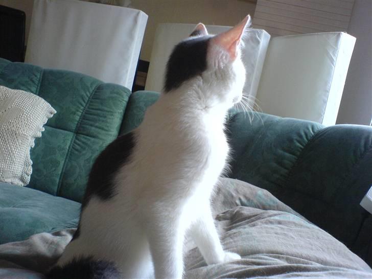 Blanding af racer sille billede 3