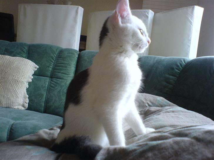 Blanding af racer sille billede 4