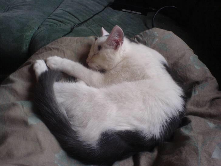 Blanding af racer sille billede 5