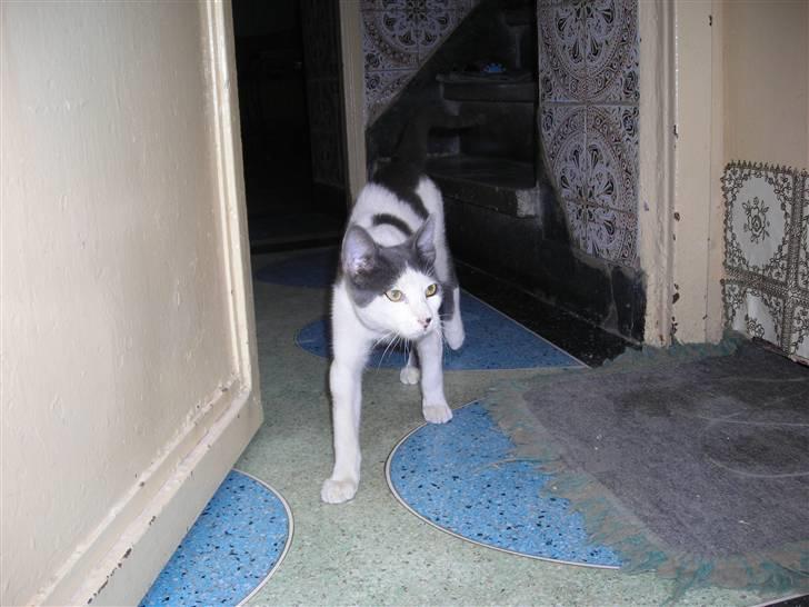 Huskat plet billede 1