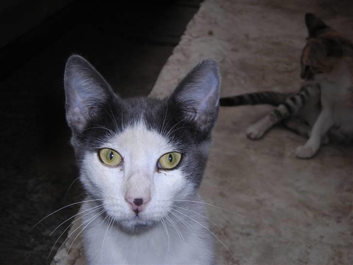 Huskat plet billede 3