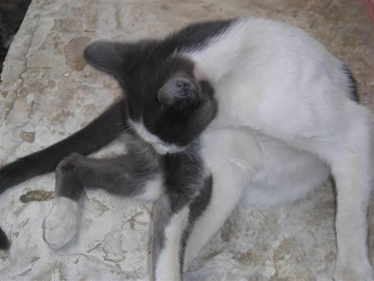 Huskat plet billede 4