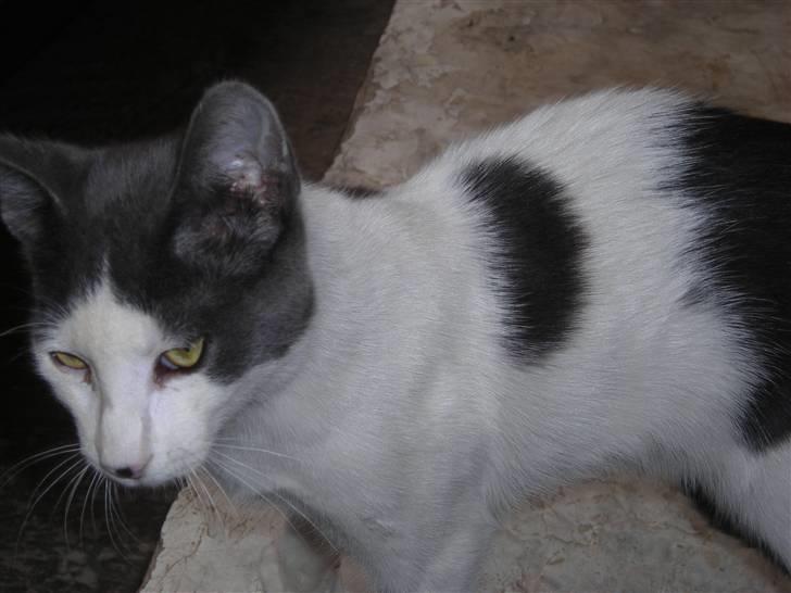 Huskat plet billede 5