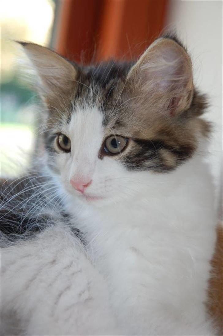 Norsk Skovkat valde billede 1