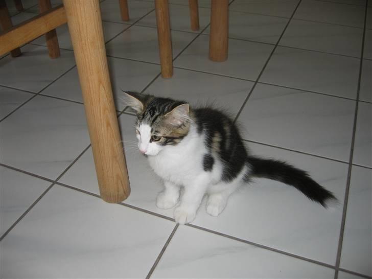 Norsk Skovkat valde billede 2