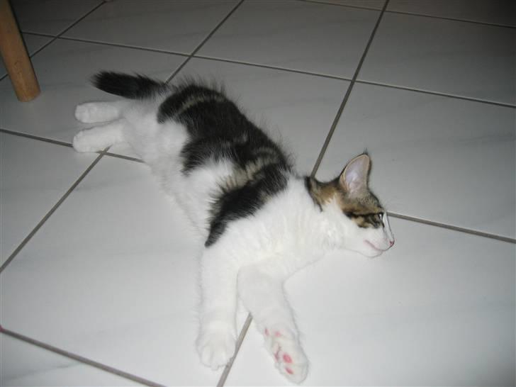 Norsk Skovkat valde billede 3