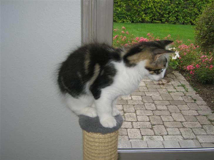 Norsk Skovkat valde billede 4