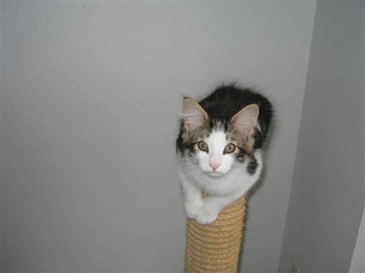 Norsk Skovkat valde billede 5