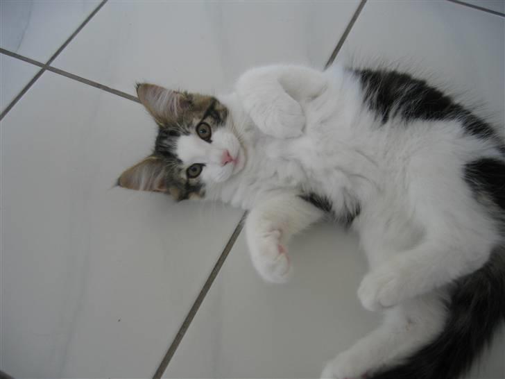 Norsk Skovkat valde billede 6