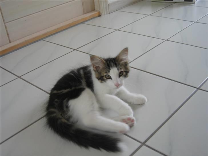 Norsk Skovkat valde billede 7