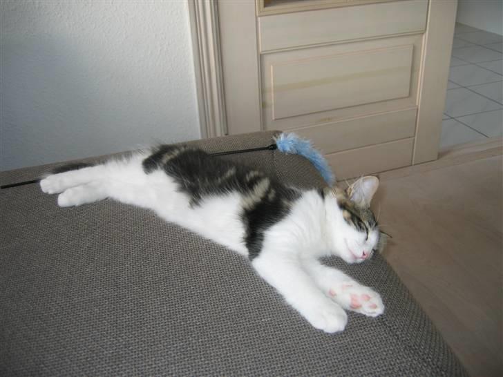 Norsk Skovkat valde billede 8