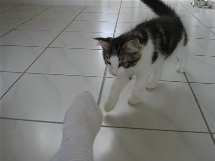 Norsk Skovkat valde billede 9