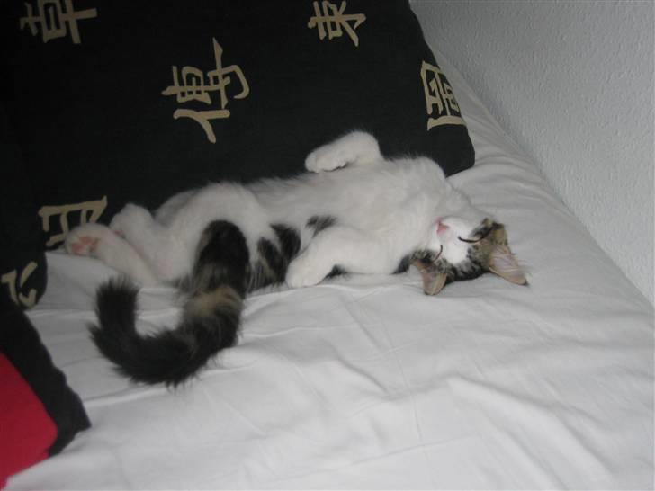 Norsk Skovkat valde billede 10