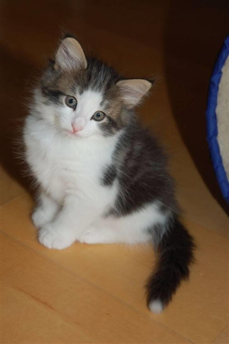 Norsk Skovkat valde billede 11