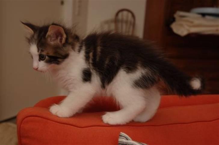 Norsk Skovkat valde billede 12