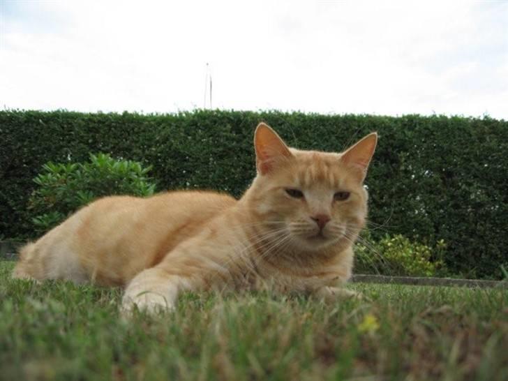 Huskat Oskar billede 2