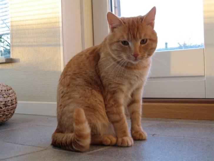 Huskat Oskar billede 3