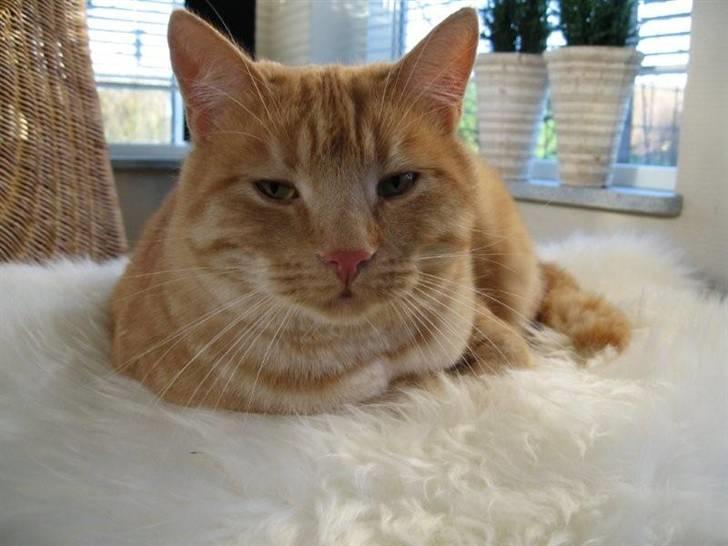 Huskat Oskar billede 4