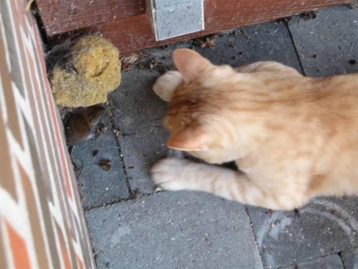 Huskat Oskar billede 5