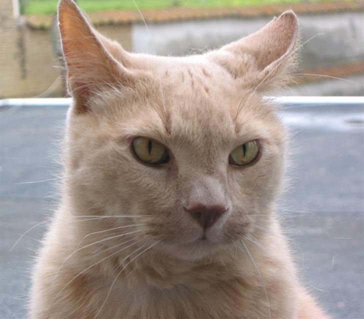 Huskat Oskar - Dette er Oskars storbror som blev 17 ½ år billede 6