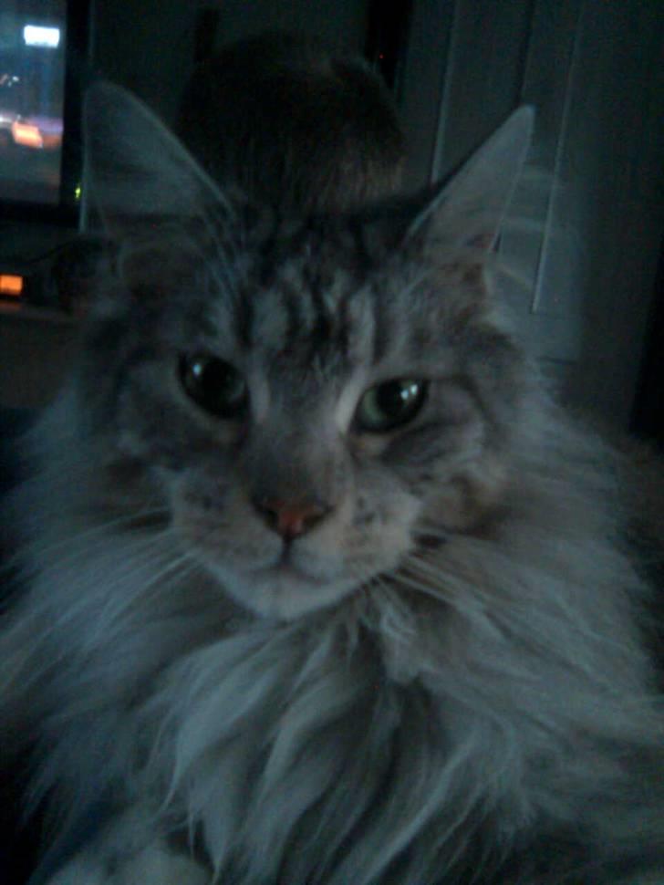 Maine Coon DK coon Vally`s Alaska billede 19