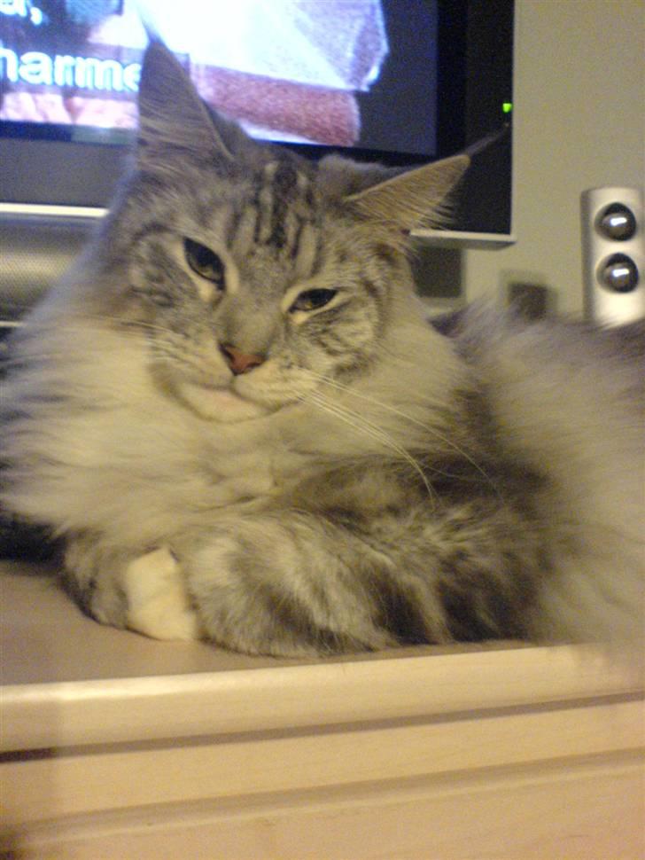 Maine Coon DK coon Vally`s Alaska billede 20