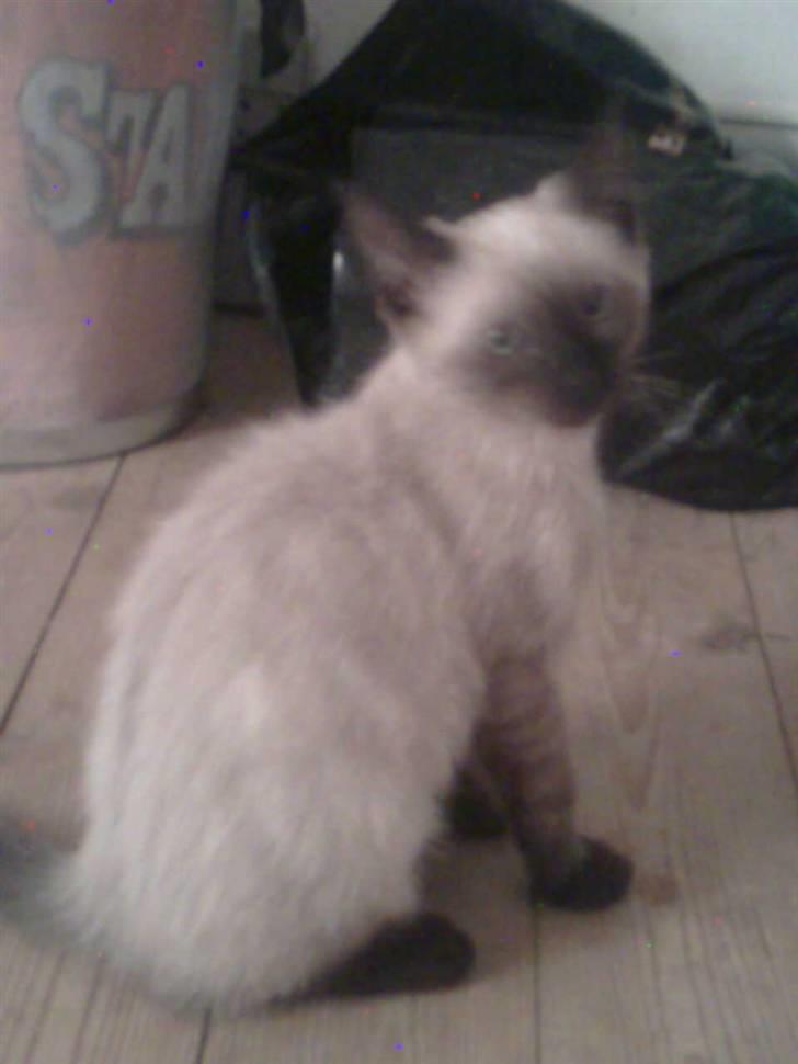 Blanding af racer Janus billede 6