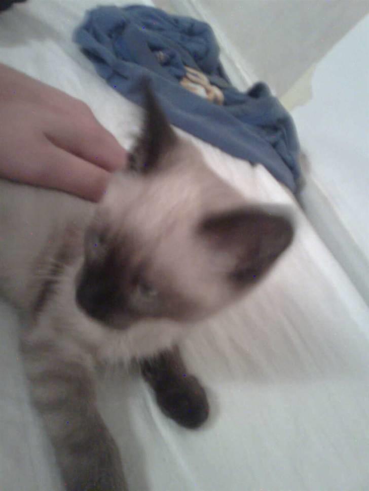 Blanding af racer Janus billede 7