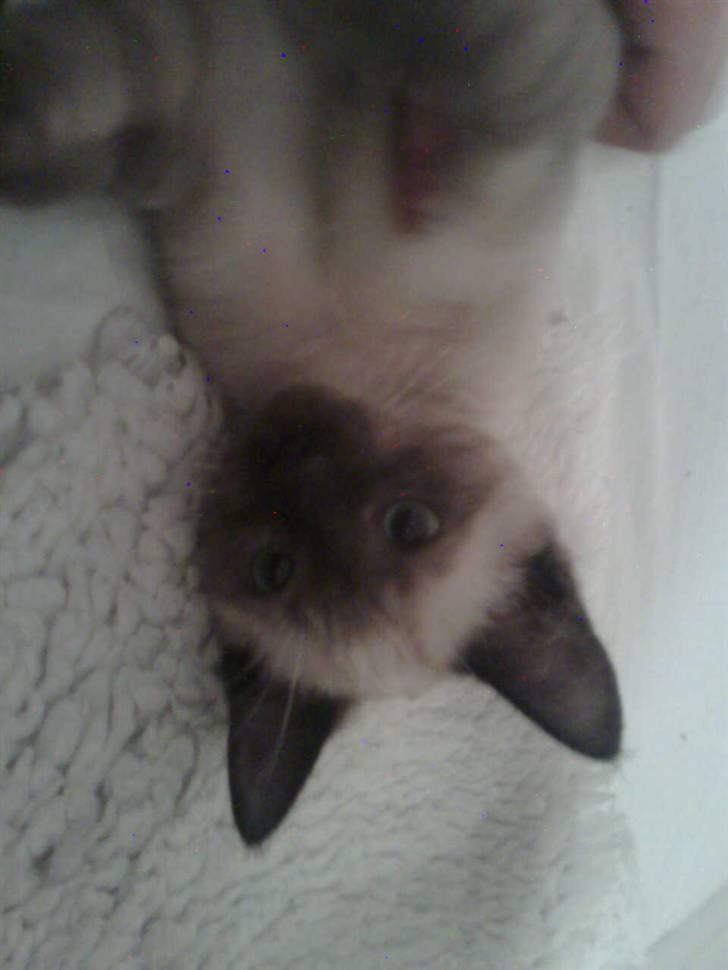 Blanding af racer Janus billede 8