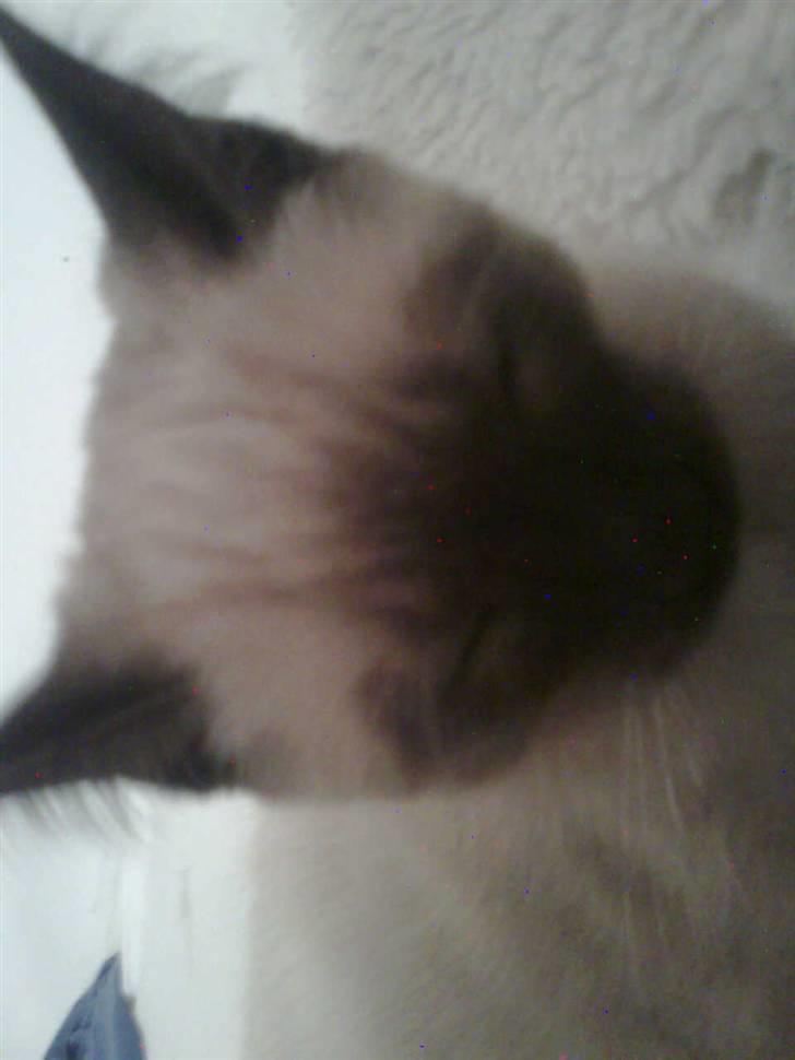 Blanding af racer Janus billede 9