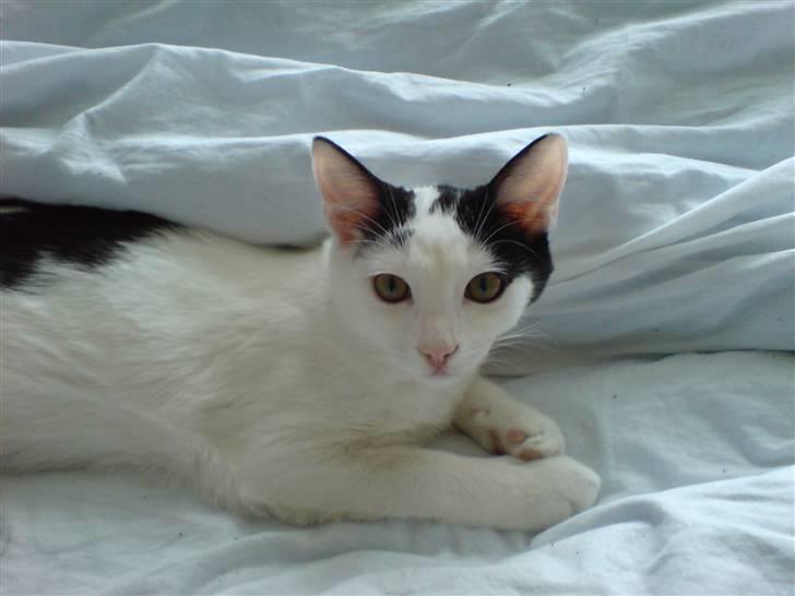 Huskat Yankee billede 1