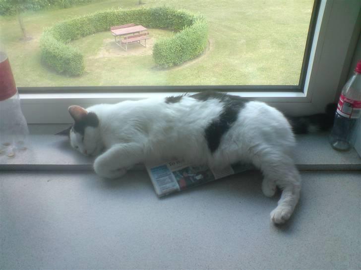 Huskat Yankee billede 2