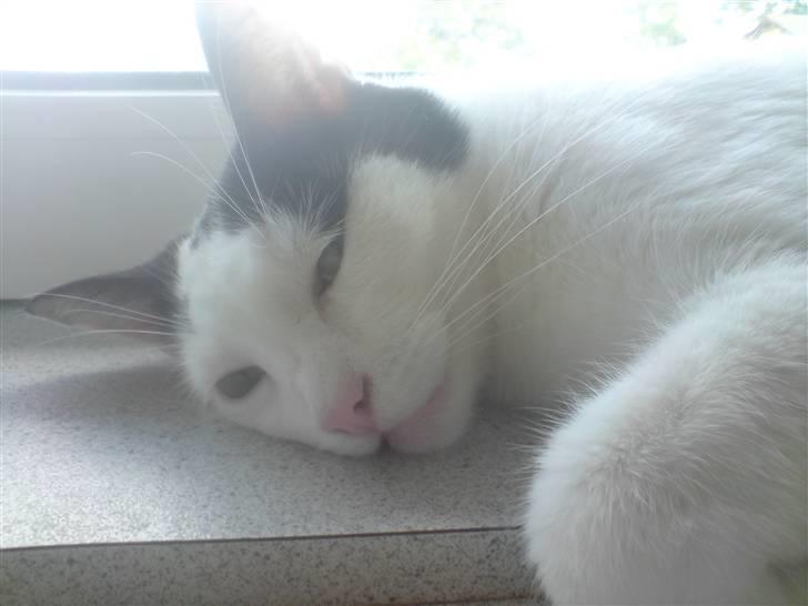 Huskat Yankee billede 3