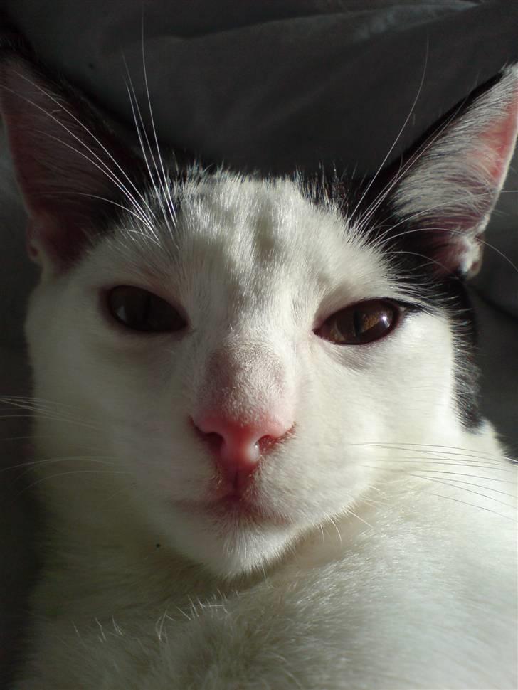 Huskat Yankee billede 4