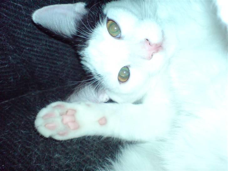 Huskat Yankee billede 5