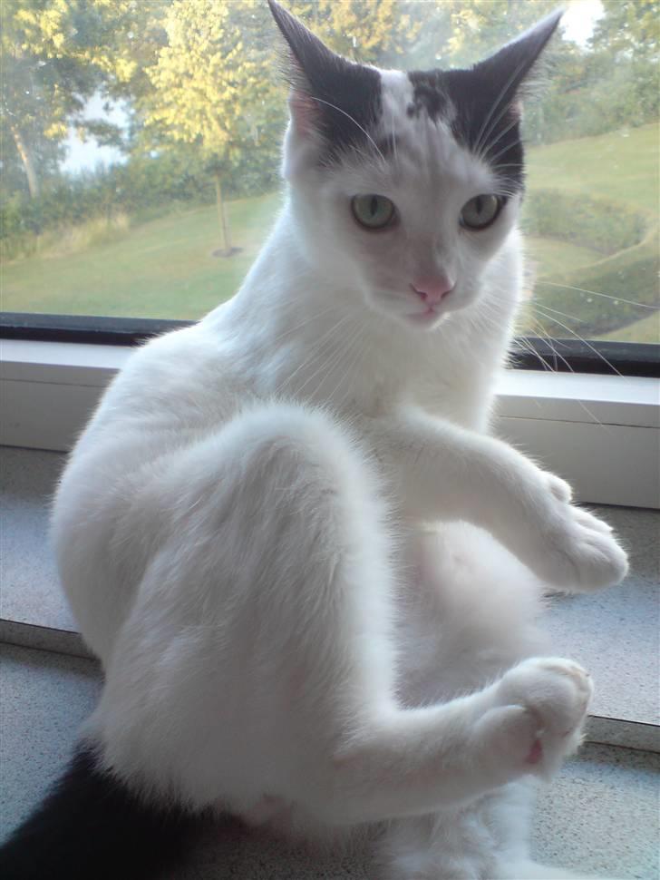 Huskat Yankee billede 6