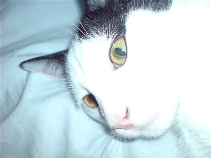 Huskat Yankee billede 7