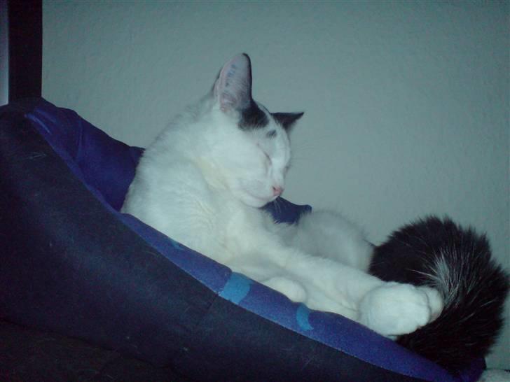 Huskat Yankee billede 8