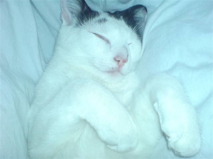 Huskat Yankee billede 9