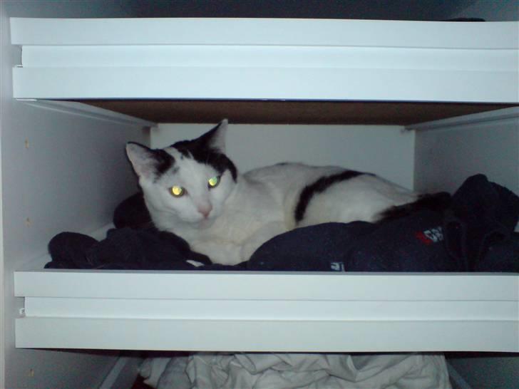 Huskat Yankee billede 10