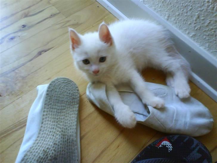 Blanding af racer tyson  - hmm det nu så dejlig at leje med folks sko,,  billede 1