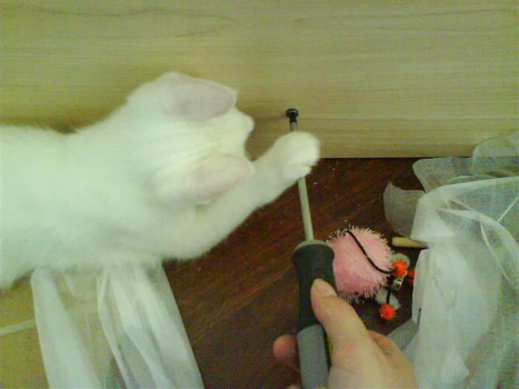 Blanding af racer tyson  - nu skal jeg lige hjælpe dig med at skrue den skrue i :D  billede 2