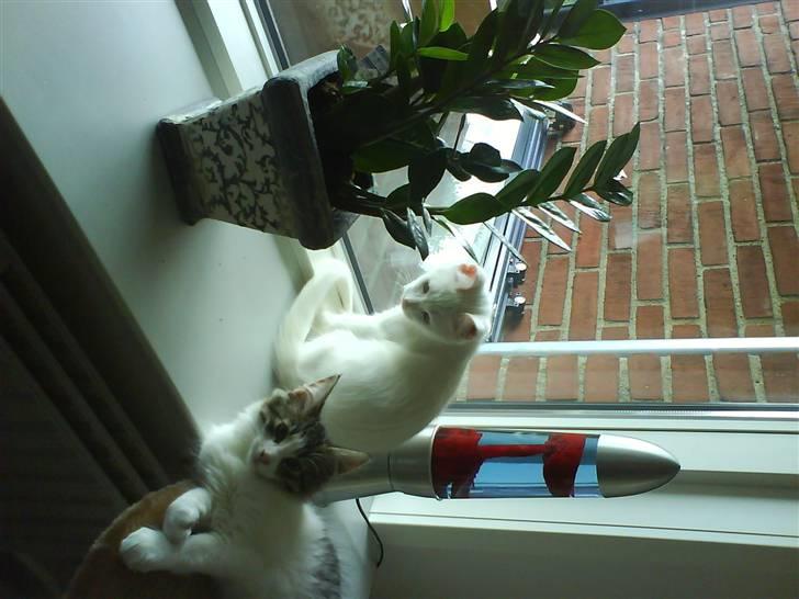 Blanding af racer tyson  billede 3