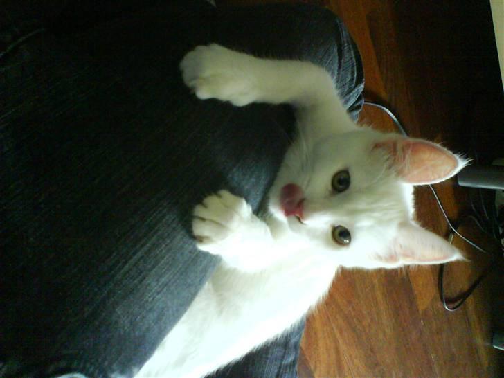 Blanding af racer tyson  - mmmm et lår smager nu så dejligt :D  billede 5