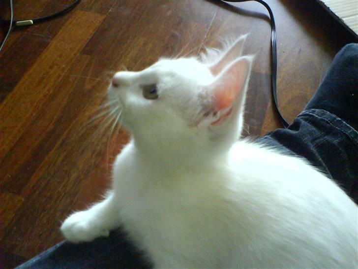 Blanding af racer tyson  - så koncentreret man kan være når man ser tegnefilm :D billede 6