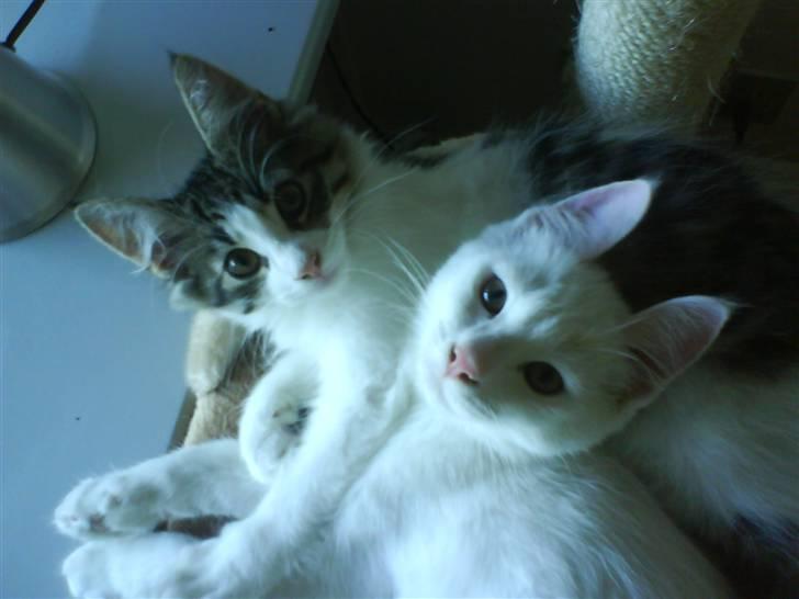 Blanding af racer tyson  - søskende hygge i sengen :D  billede 7