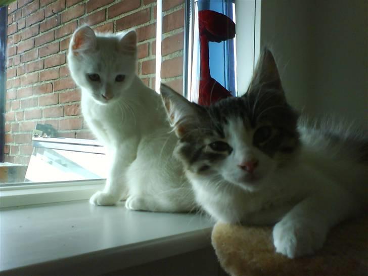 Blanding af racer tyson  billede 8