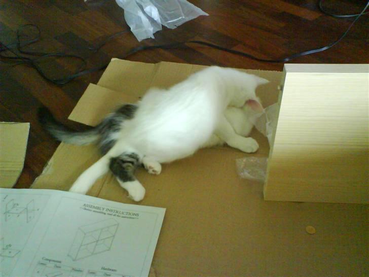 Blanding af racer tyson  - så skulle lillebror  pjuskepels lige have tæsk :D  billede 9